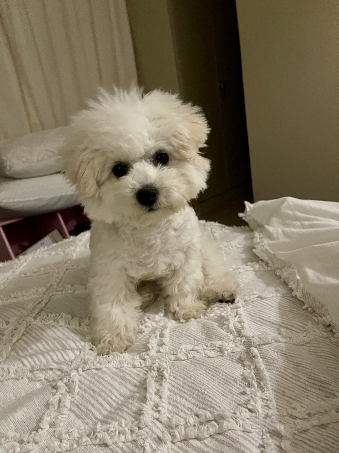 Original photo of a Bichon puppy
